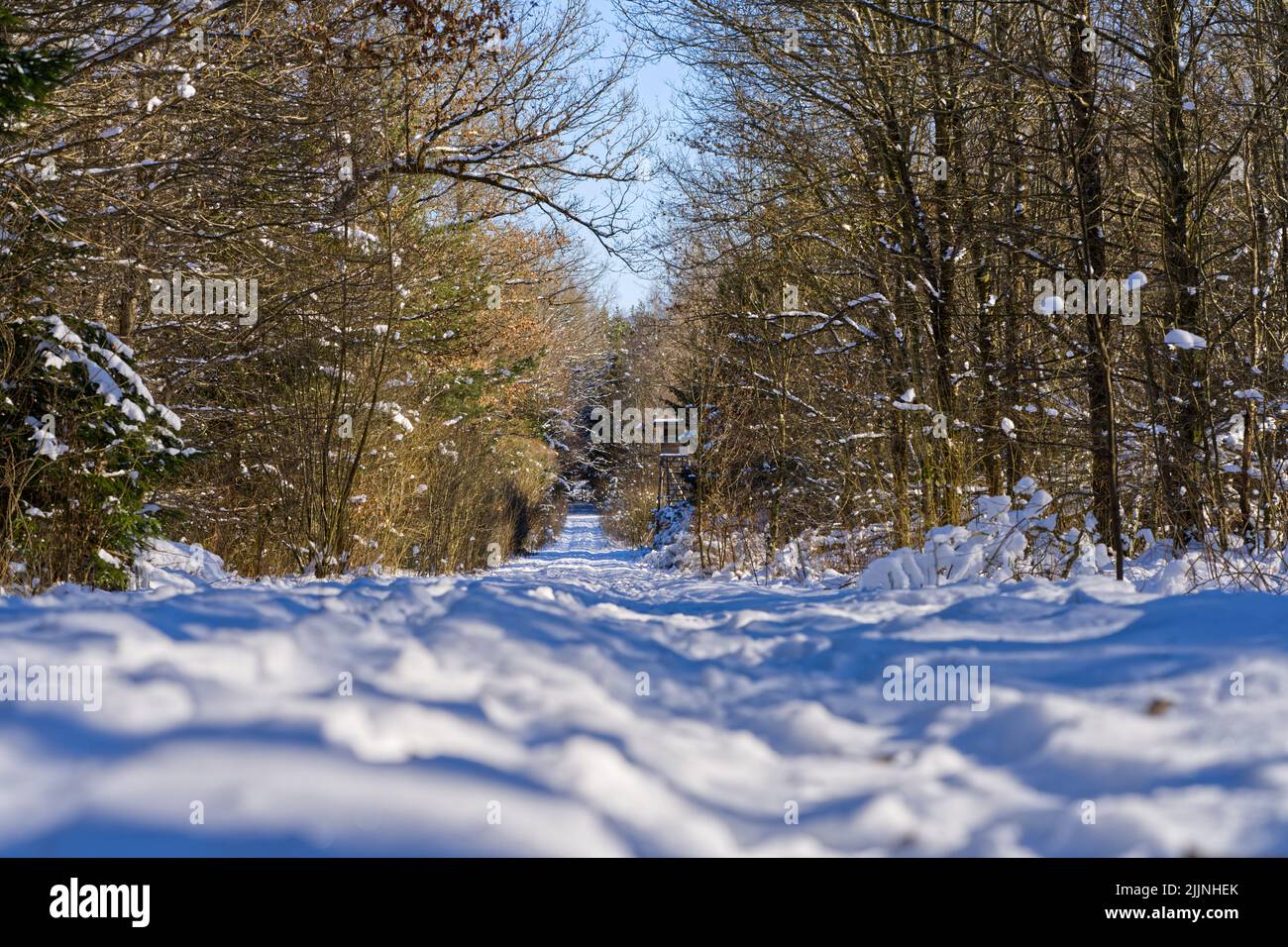 Pine trees snow low angle hi-res stock photography and images - Alamy