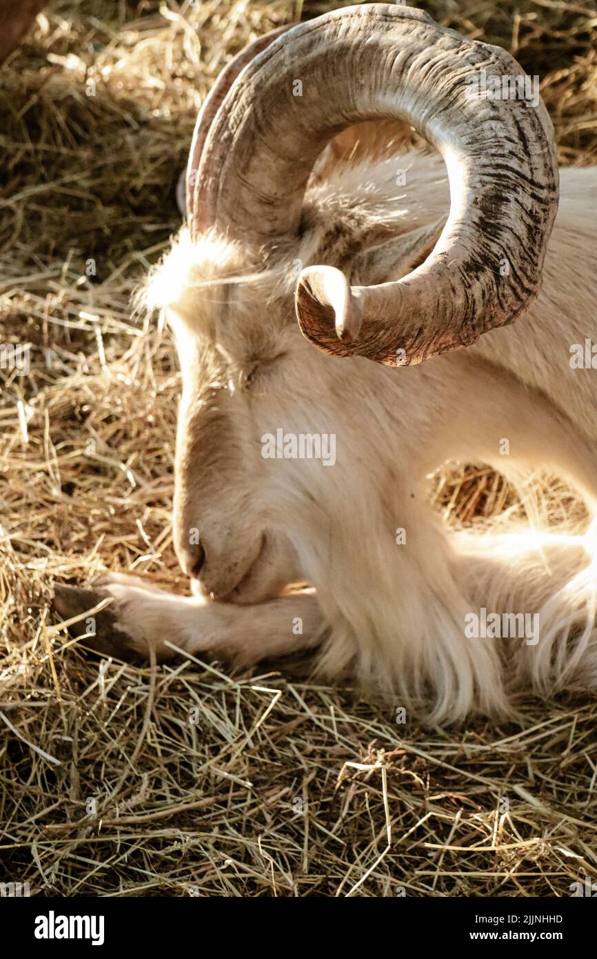 A vertical shot of a goat on a farm Stock Photo