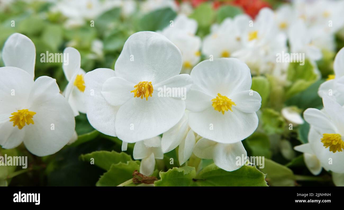 Begonia in spring blooms with very delicate white and pink flowers. Semperflorence Super Olympia White macro shot close-up on a summer sunny day Stock Photo