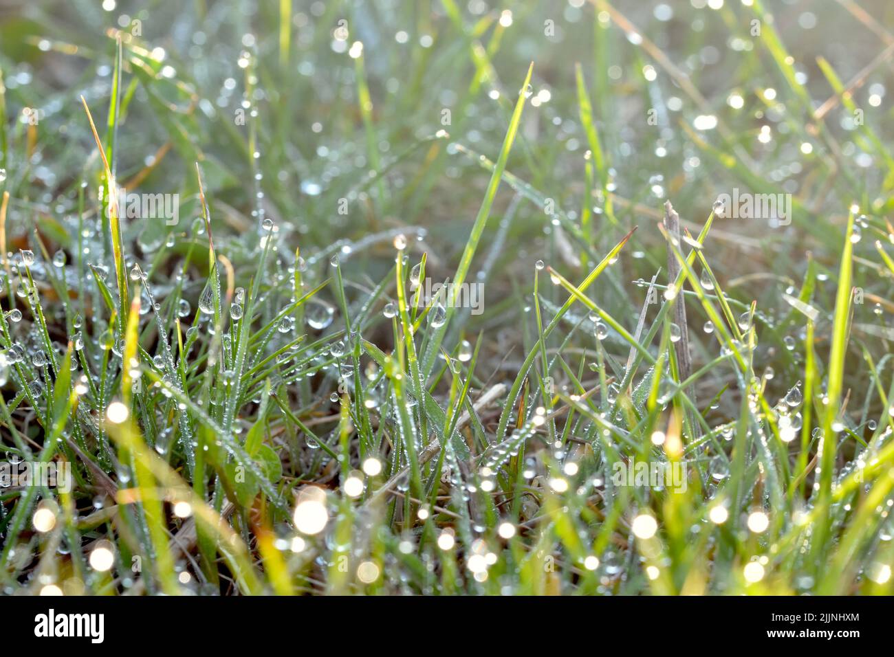 Green grass drops macro beautiful hi-res stock photography and images ...