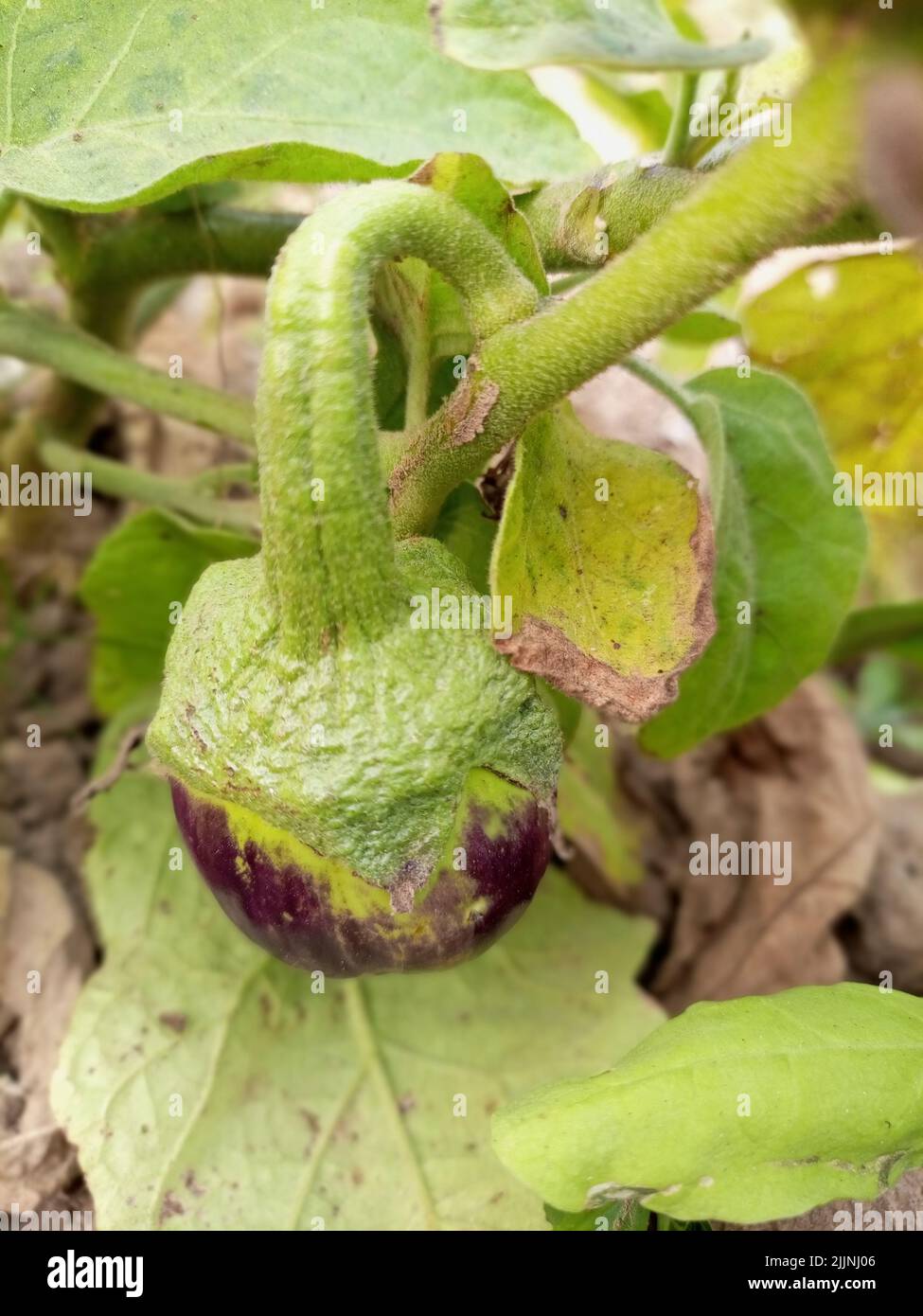 A closeup shot of an eggplant growth with green leaves in a garden under the sunlight Stock Photo