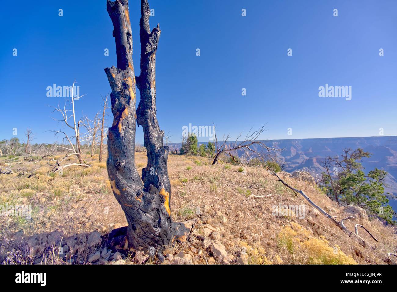 Charred tree east of Shoshone Point, Grand Canyon National Park, Arizona, USA Stock Photo