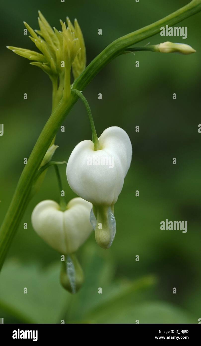 The flowers of the Dicentra are beautiful, The heartflower is beautiful