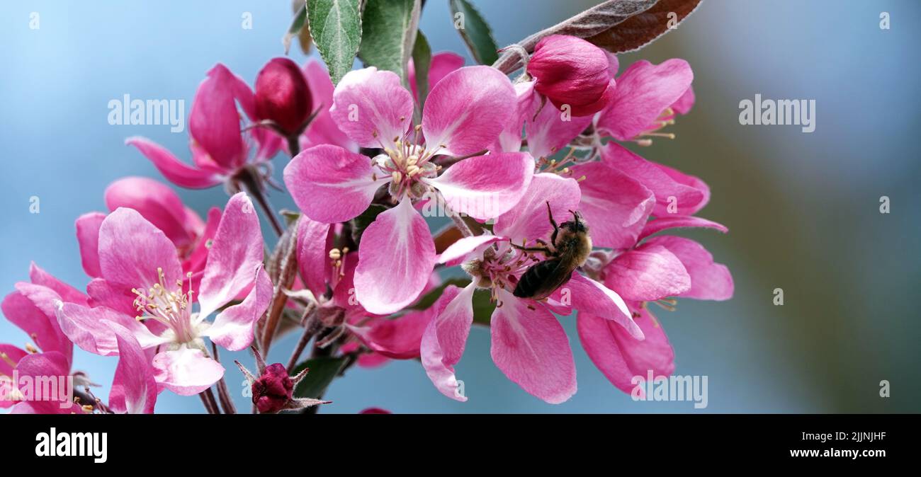 In spring, flowers on fruit trees bloom from the buds Stock Photo Alamy