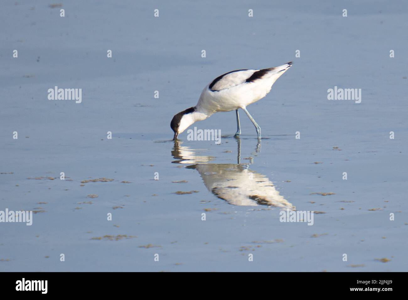 A lone Awl beak forging on a shallow waters Stock Photo