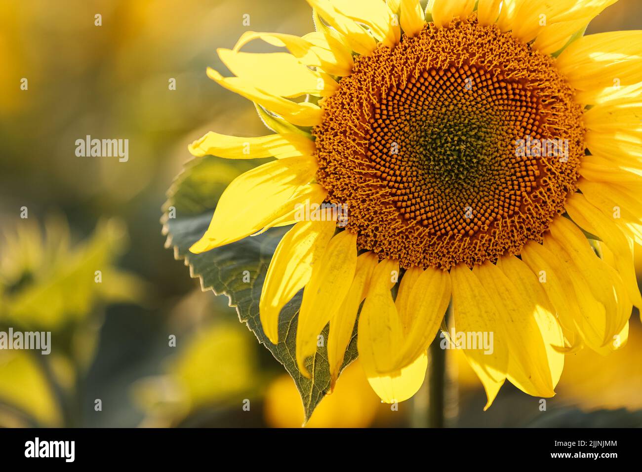 view of a field of yellow sunflowers in the light of the setting sun ...