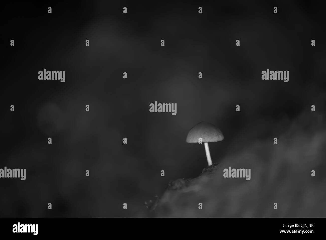 A grayscale shot of a growing mushroom in the forest Stock Photo - Alamy