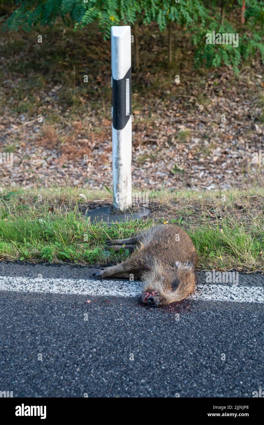An adolescent freshet dead on the roadside Stock Photo