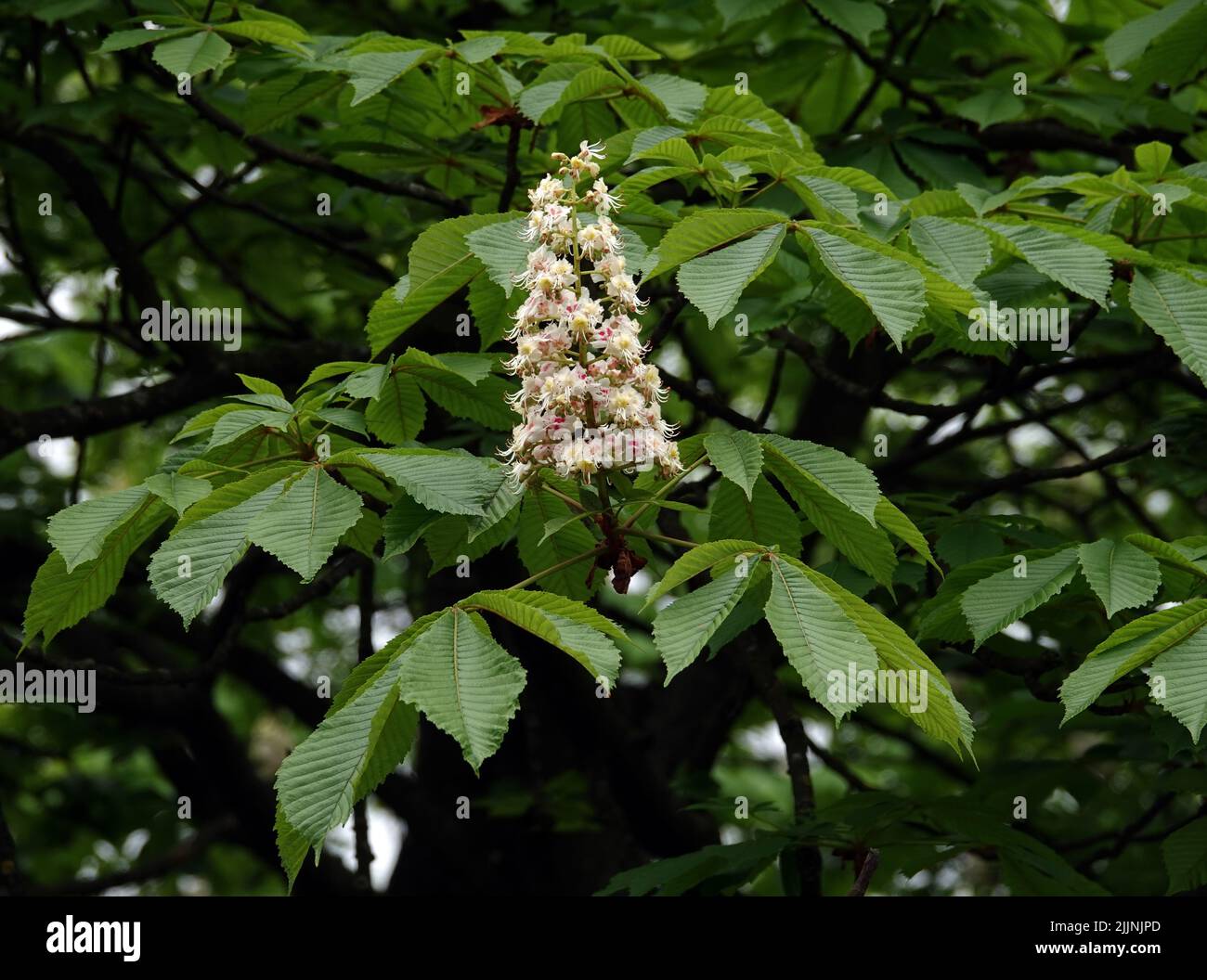 Spring flowering chestnut trees with beautiful flowers Stock Photo - Alamy