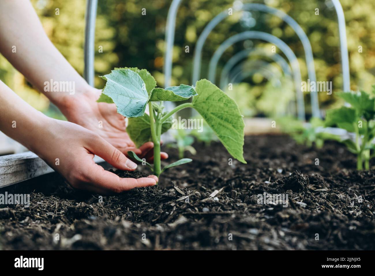 Woman planting zucchini plants in a raised bed in a garden Stock Photo