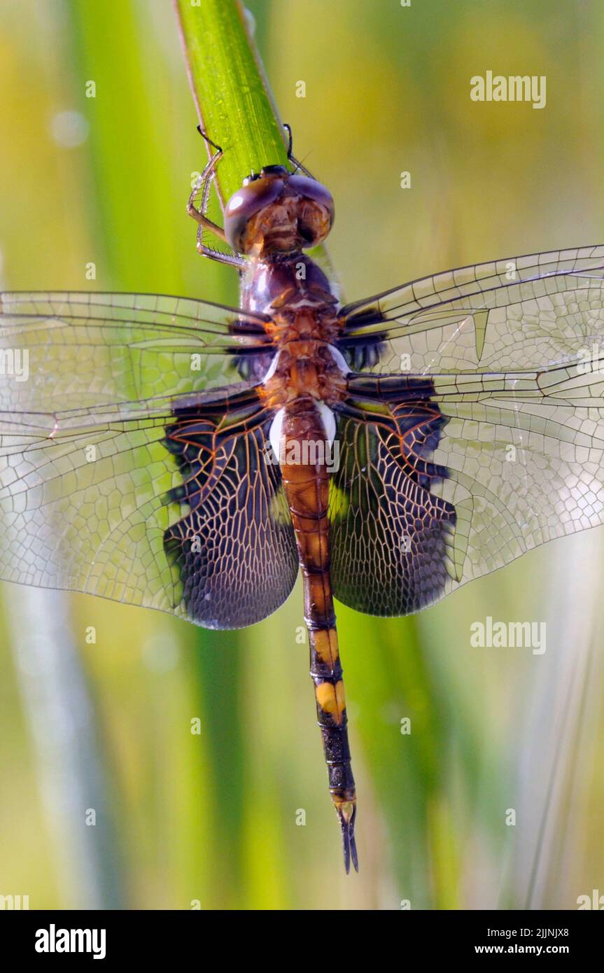 A Black Saddlebags Skimmer Dragonfly on a pond reed in Missouri Stock
