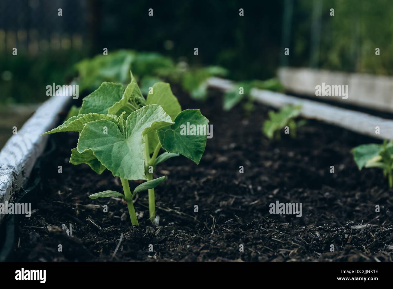 Zucchini plants growing in a raised bed in a garden in spring Stock Photo