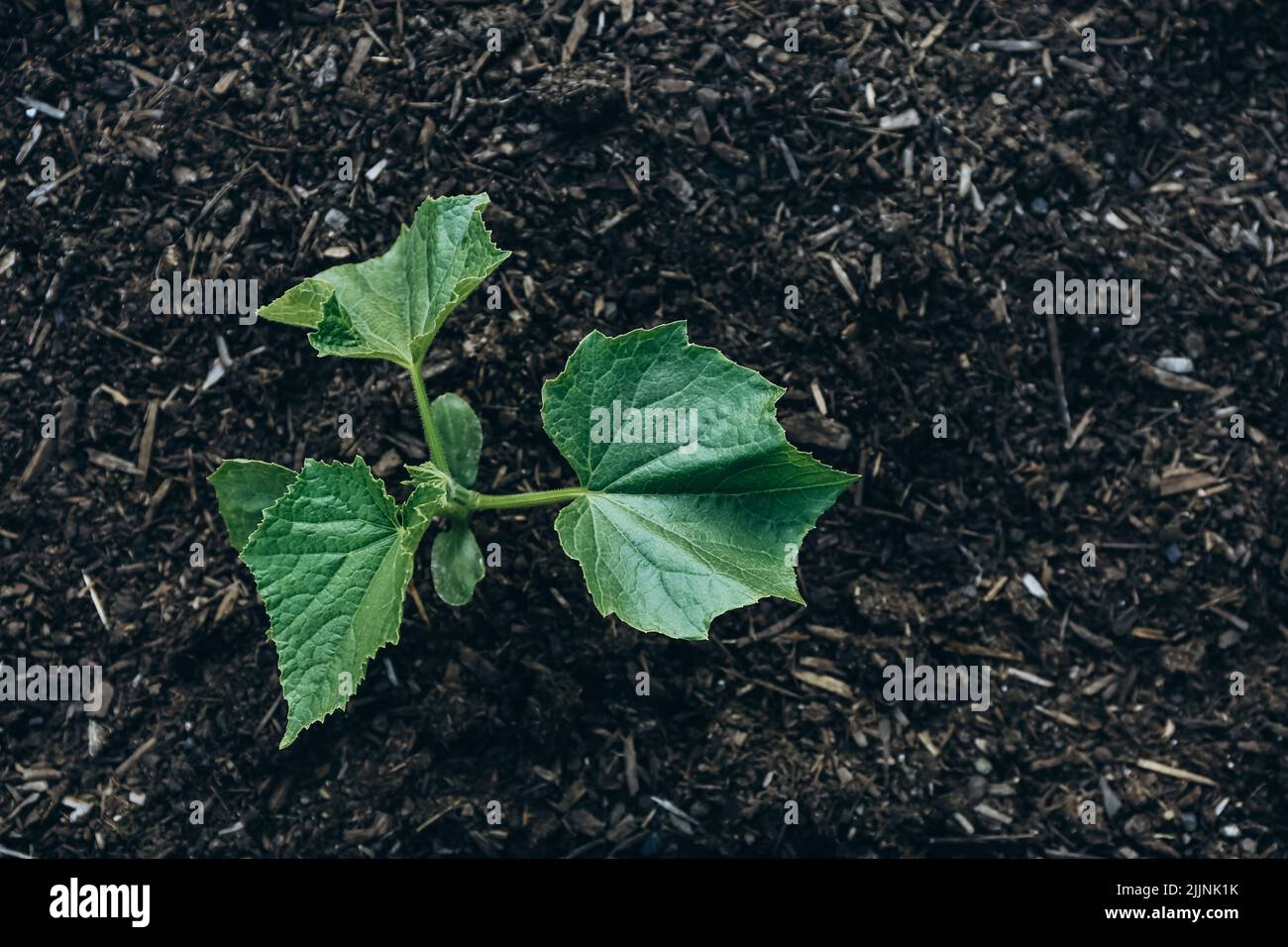 Zucchini plants growing in a raised bed in a garden in spring Stock Photo Alamy