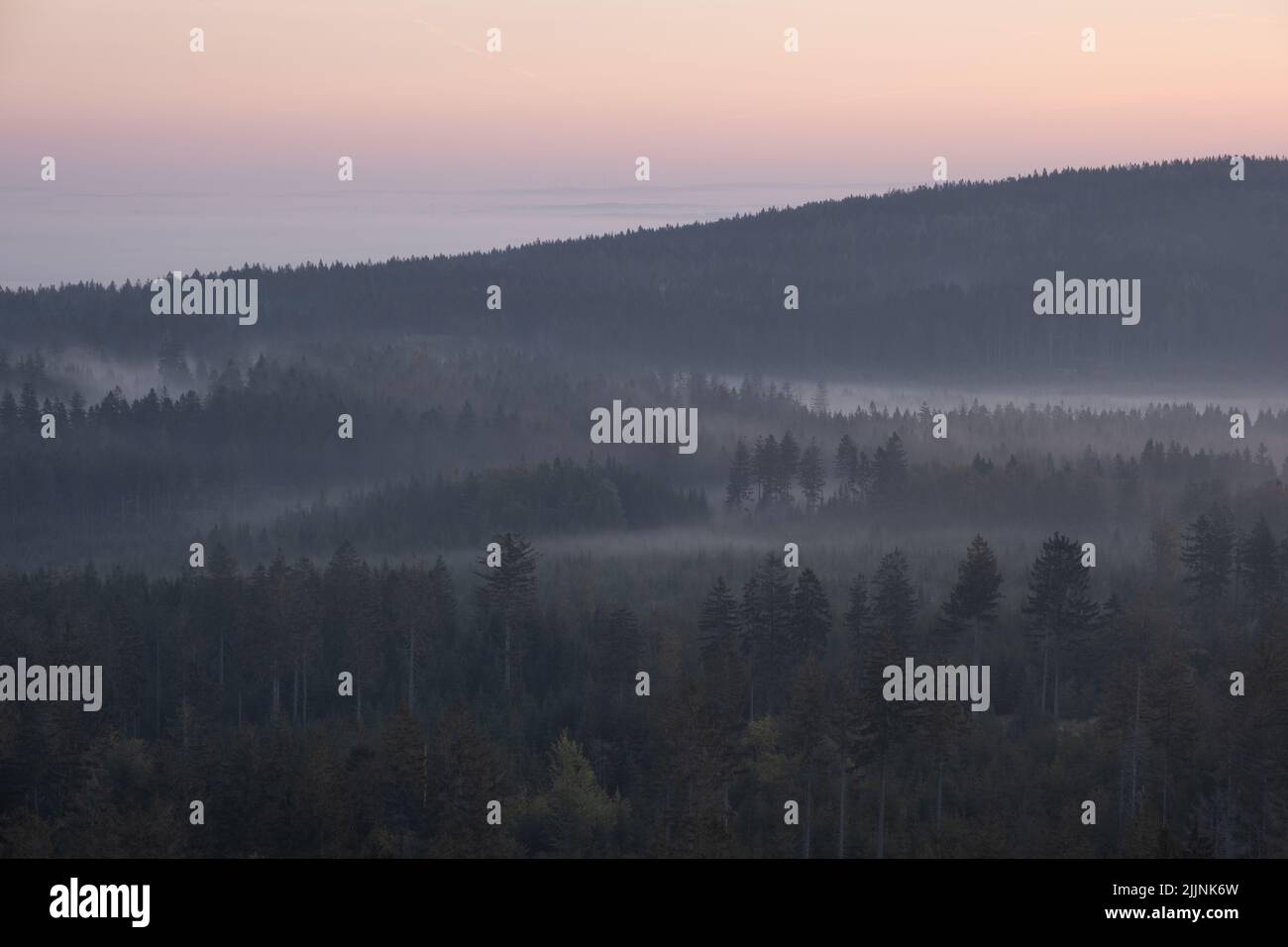 The view of the dark foggy forest at sunrise Stock Photo - Alamy