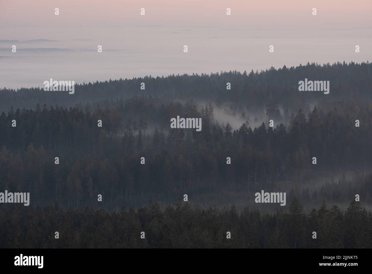 The view of the dark foggy forest at sunrise Stock Photo - Alamy