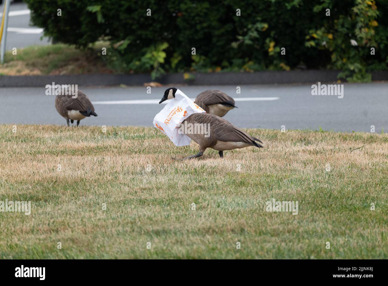 North Brunswick, New Jersey, USA. 27th July, 2022. After downing two wings and biscuit"" a goose