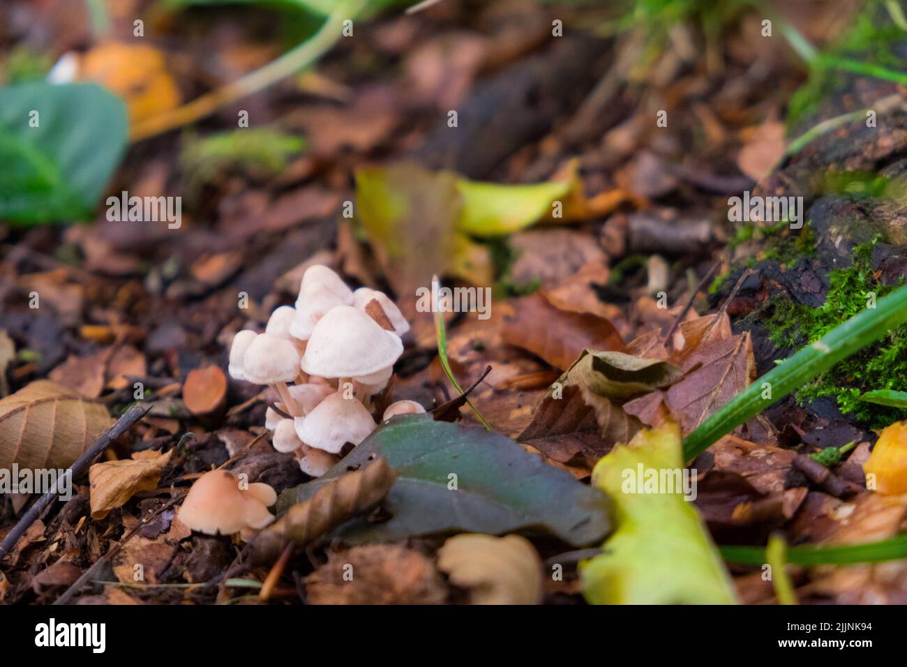 A closeup of small white mushrooms in the forest. Candolleomyces candolleana. Stock Photo