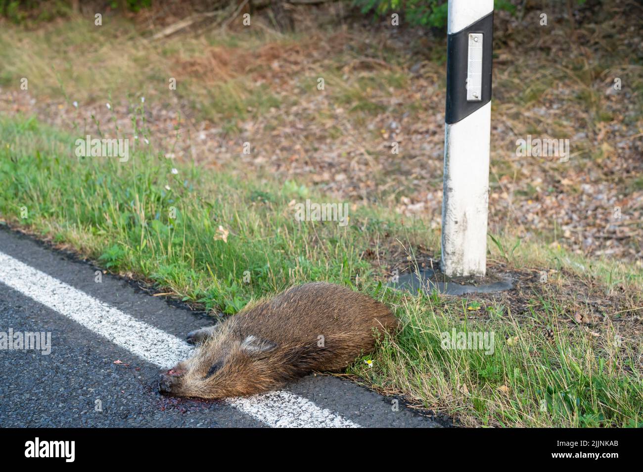 Annually, many freshets die in road traffic Stock Photo