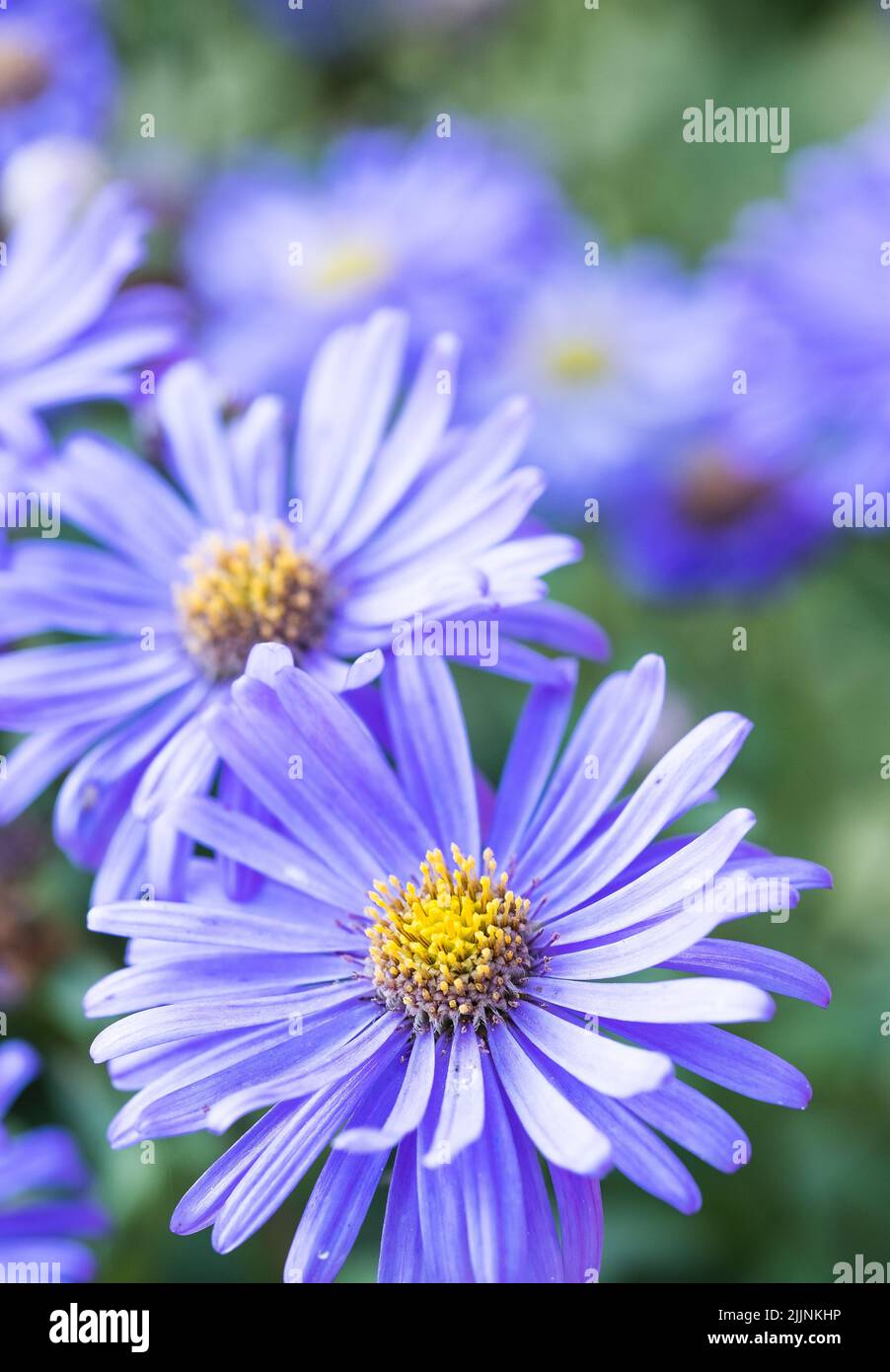 A selective focus shot of purple Asters in the flower borders at RHS Wisley Gardens Stock Photo