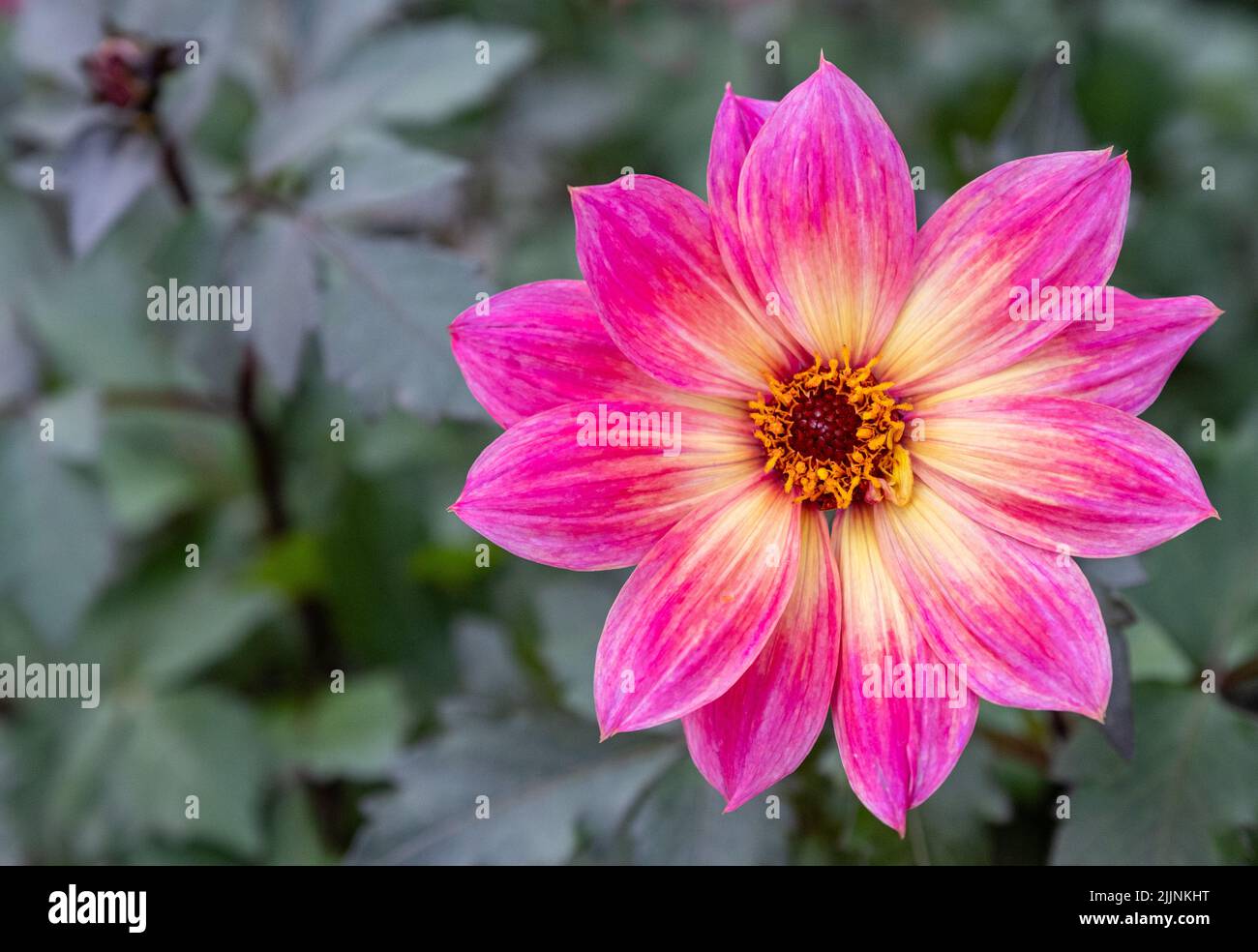 A closeup shot of a pink Dahlia Australis in the flower gardens at RHS Wisley, Hampshire Stock Photo