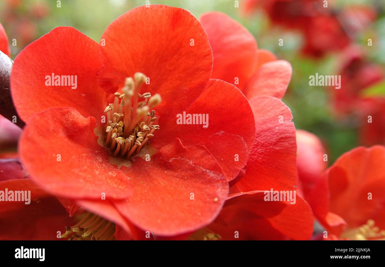 Rosehip blooming in red flowers is the nature of the Ukrainian land Stock Photo