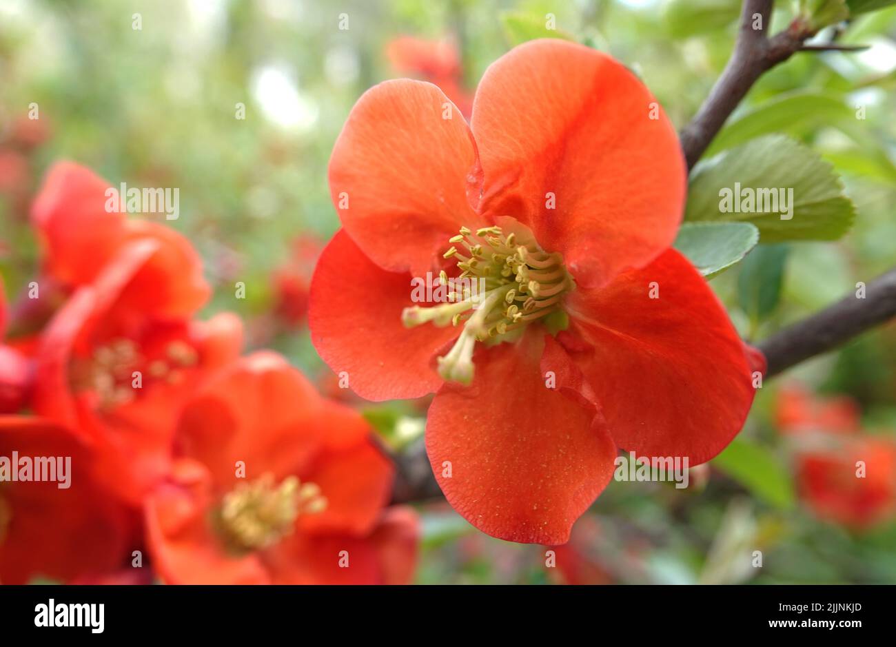 Rosehip blooming in red flowers is the nature of the Ukrainian land taken close up on a summer day in nature macro photography on a sunny day Stock Photo