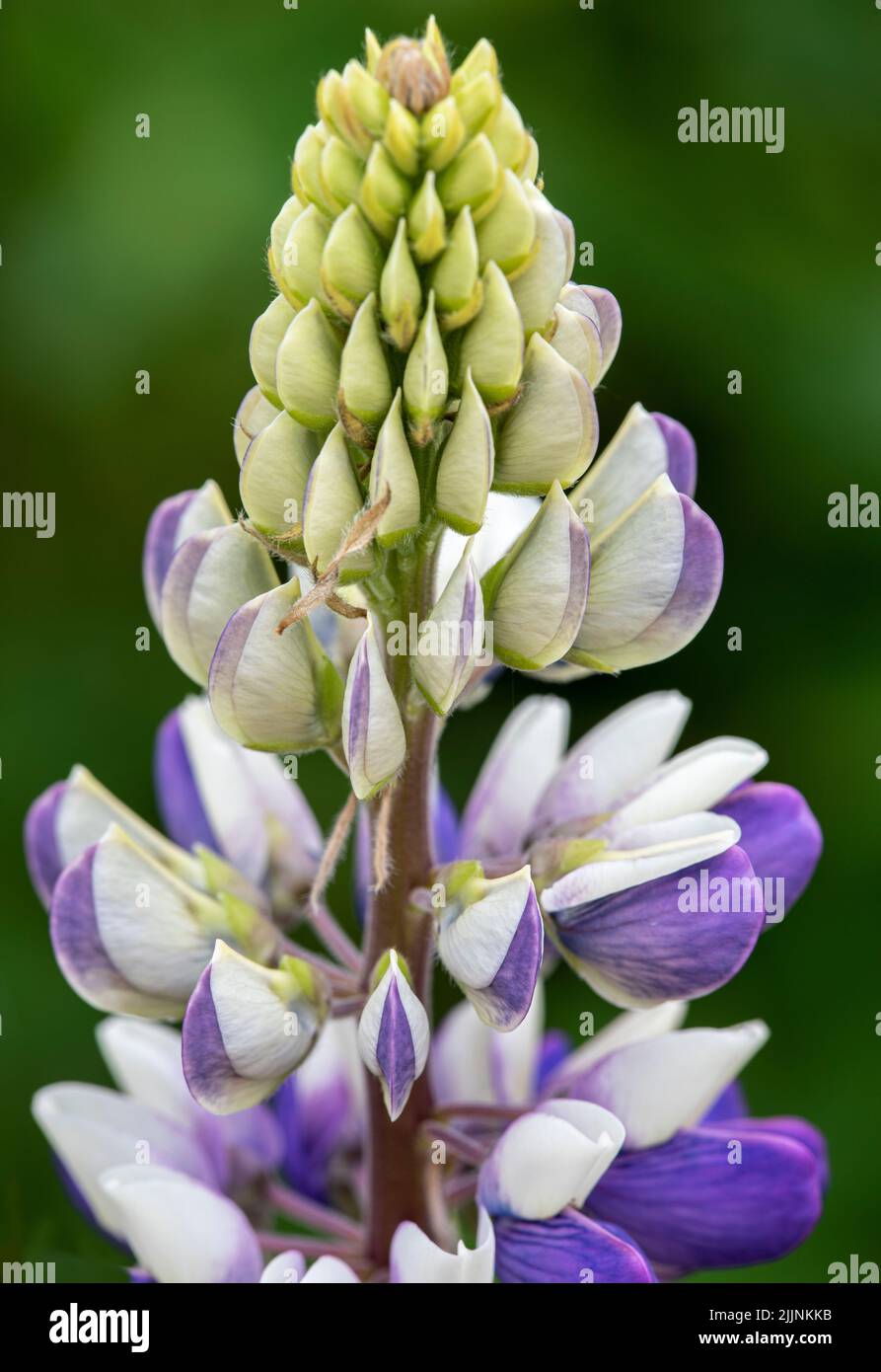 A closeup shot of a mauve and white Lupinus or lupine at Rousham House gardens Stock Photo
