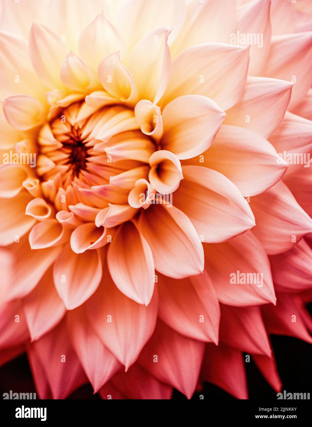 A closeup shot of a Dahlia flower with soft orange petals at Anglesey Abbey Stock Photo
