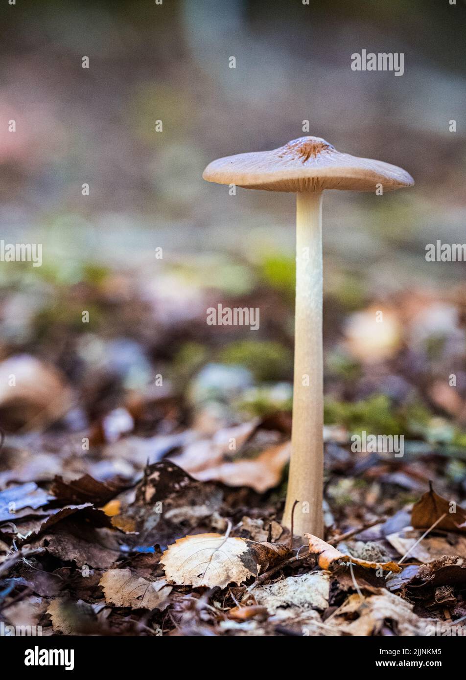 A closeup shot of a mushroom foraging walks in Foxholes wood, Moreton-in-the-Marsh Stock Photo