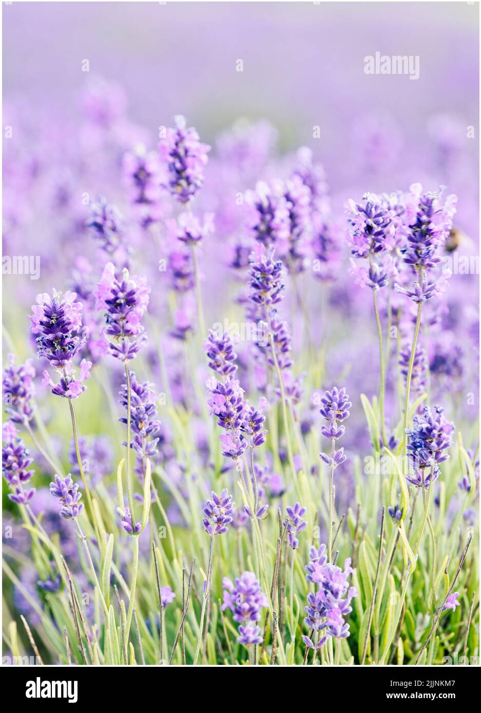 A selective focus shot of clumps of purple lavender blooms at Cotswolds, Snowshill lavender farm Stock Photo