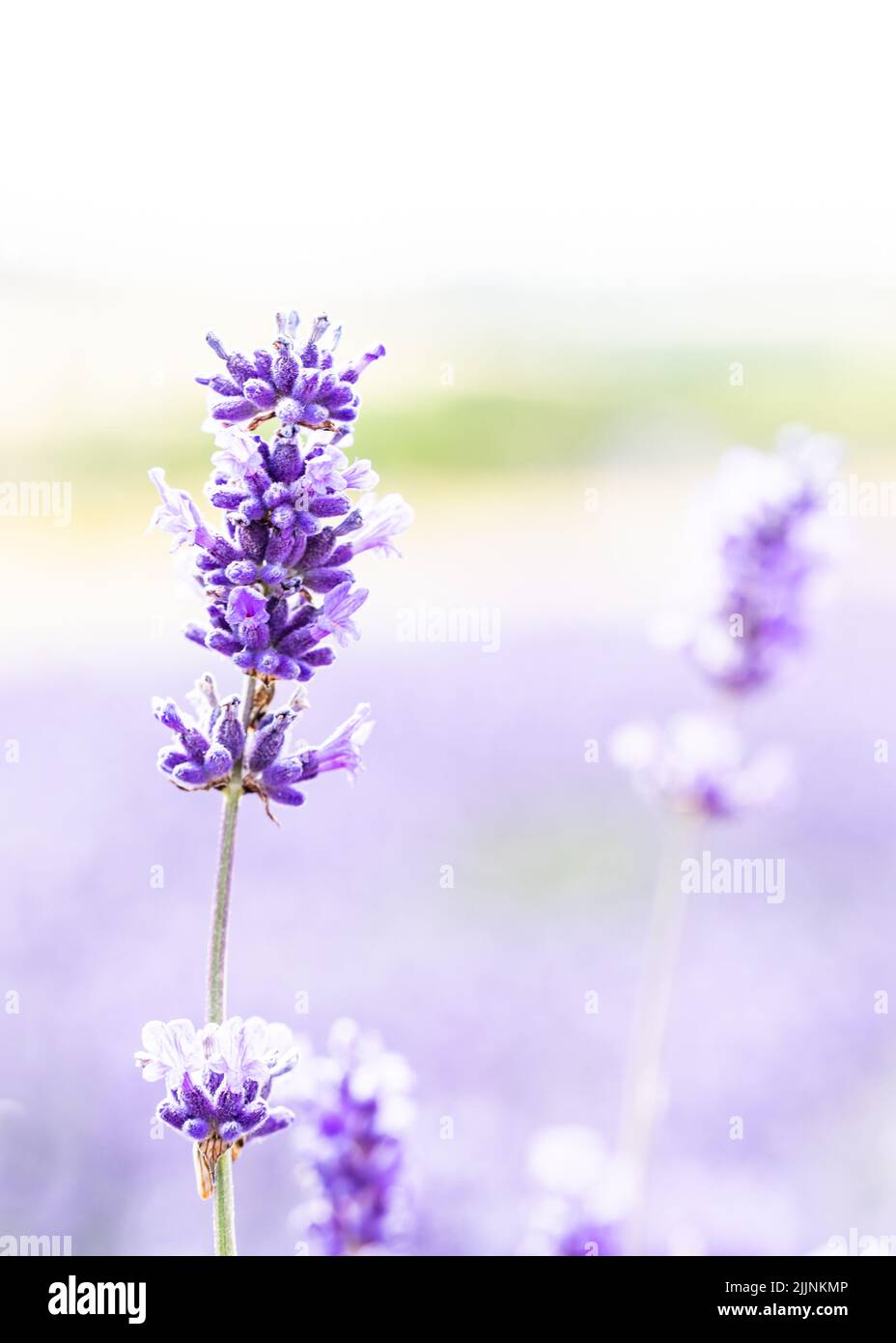 A selective focus shot of lavender in full bloom at Snowshill in the Cotswolds Stock Photo
