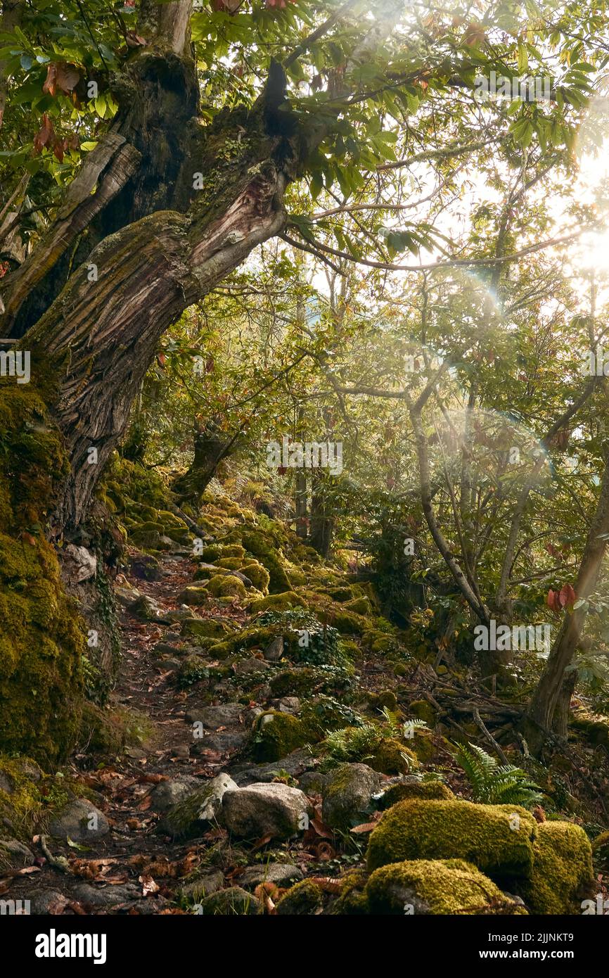 Lush green leafy garden hi-res stock photography and images - Alamy