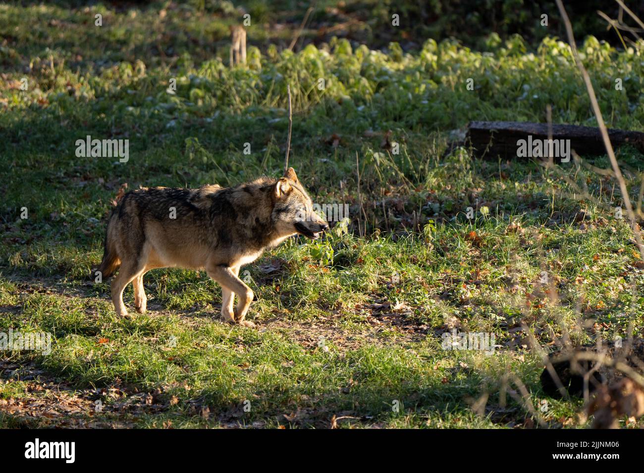 A side view of a beautiful wolf walking in the sunny forest Stock Photo