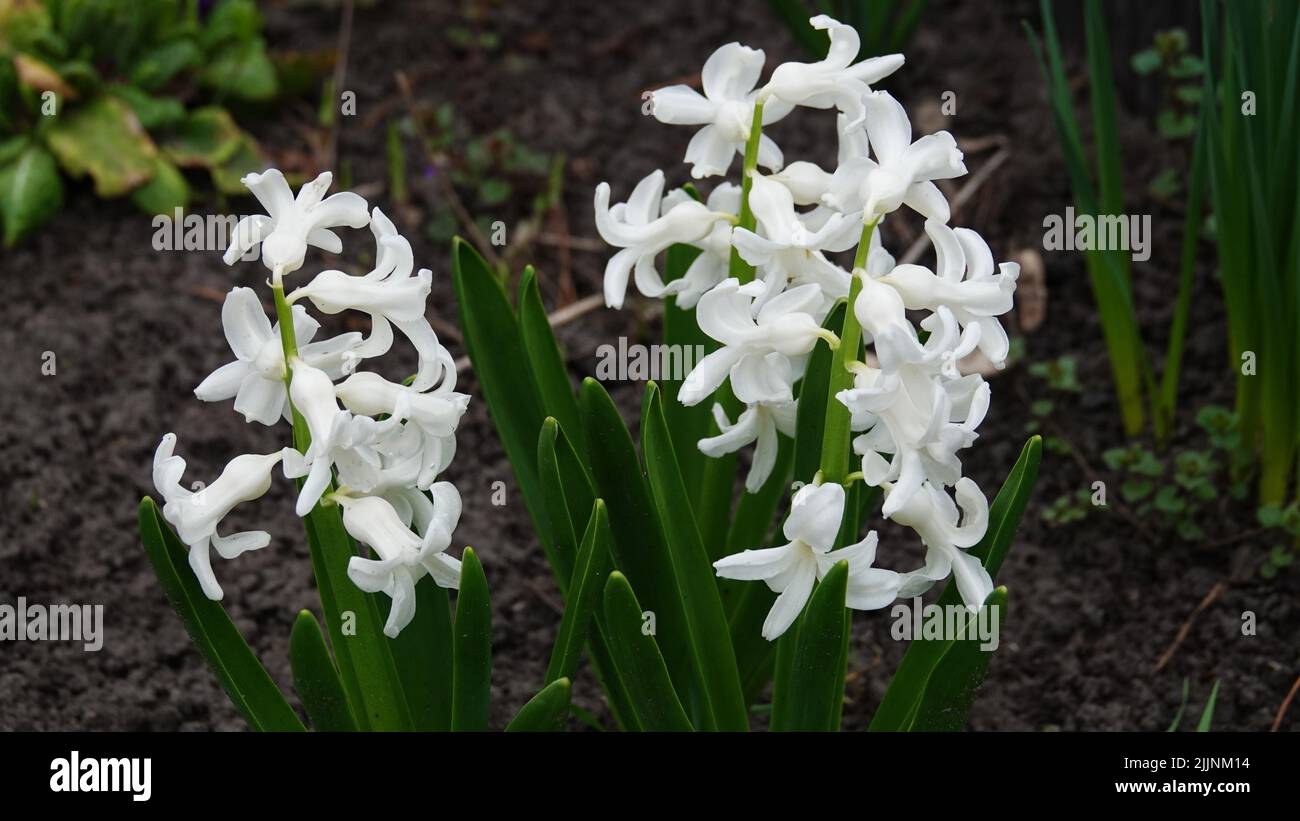 High wildflowers hi-res stock photography and images - Alamy