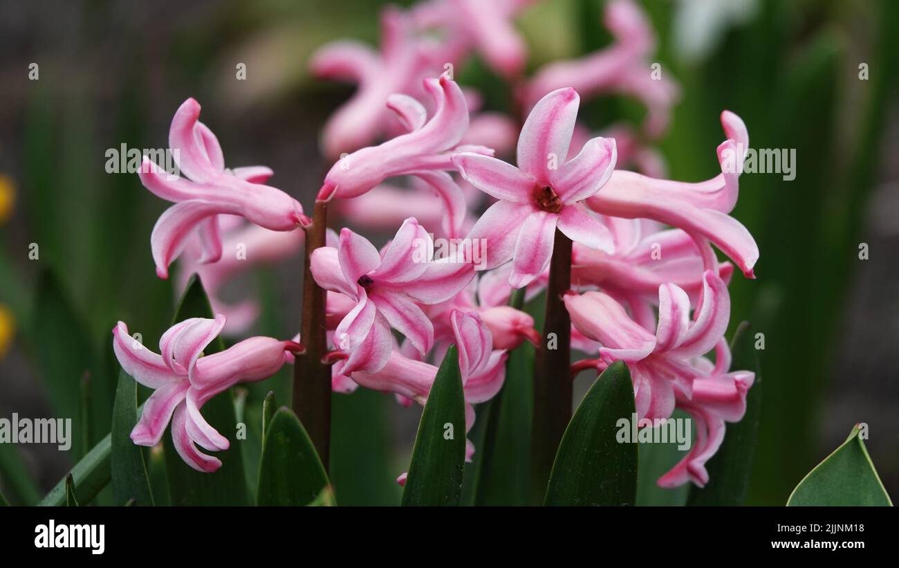 High wildflowers hi-res stock photography and images - Alamy