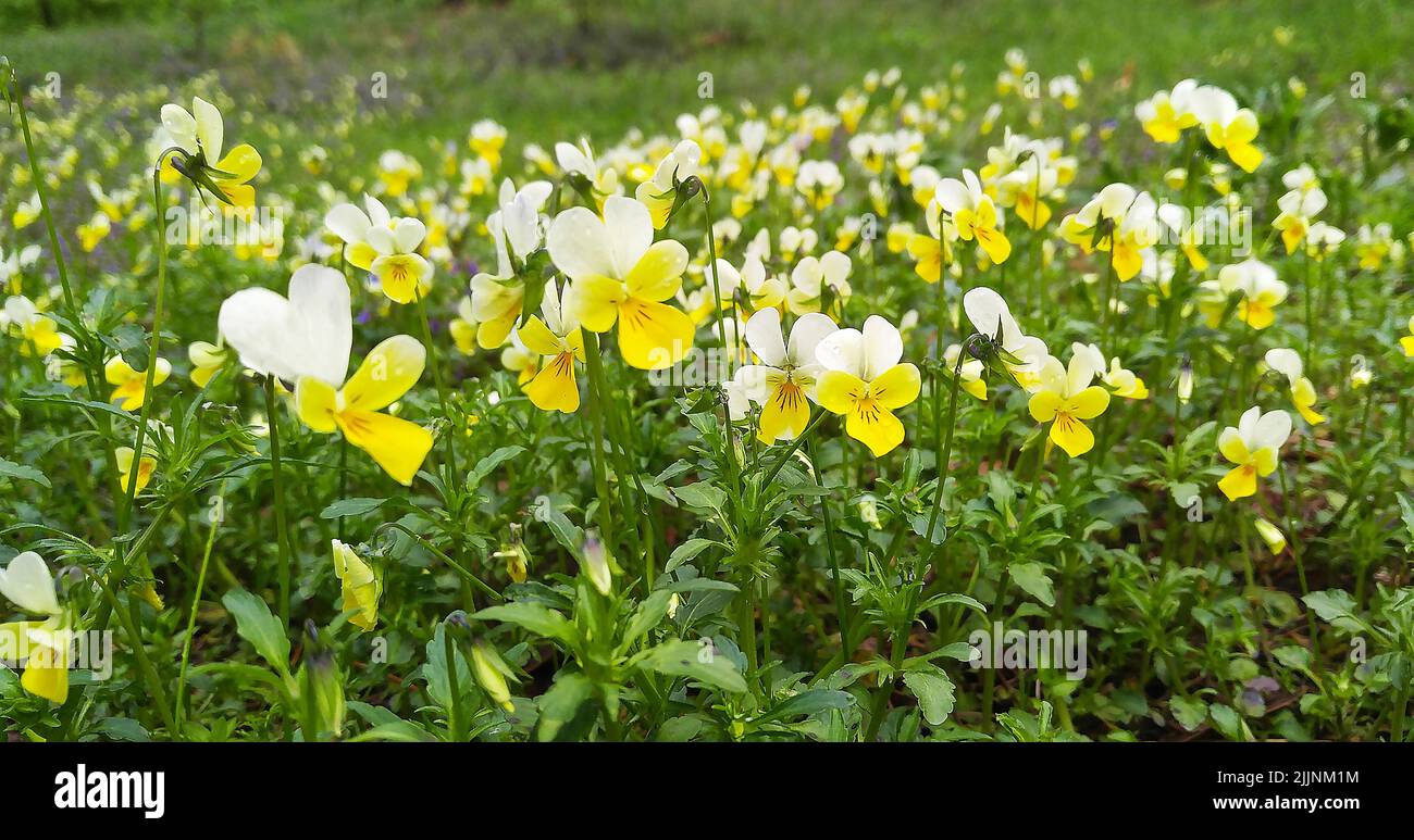 Grow wildflowers hi-res stock photography and images - Alamy