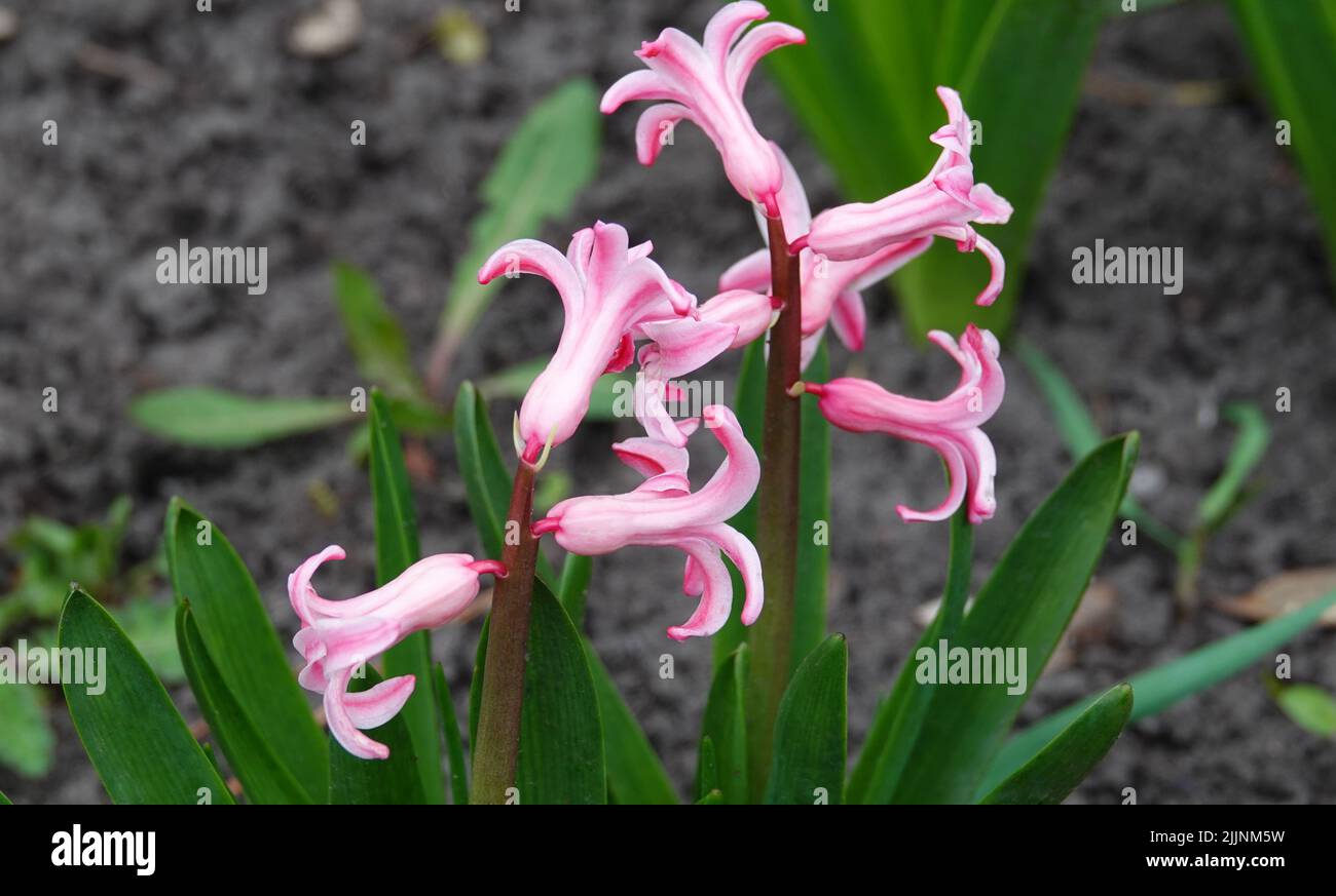 High wildflowers hi-res stock photography and images - Alamy