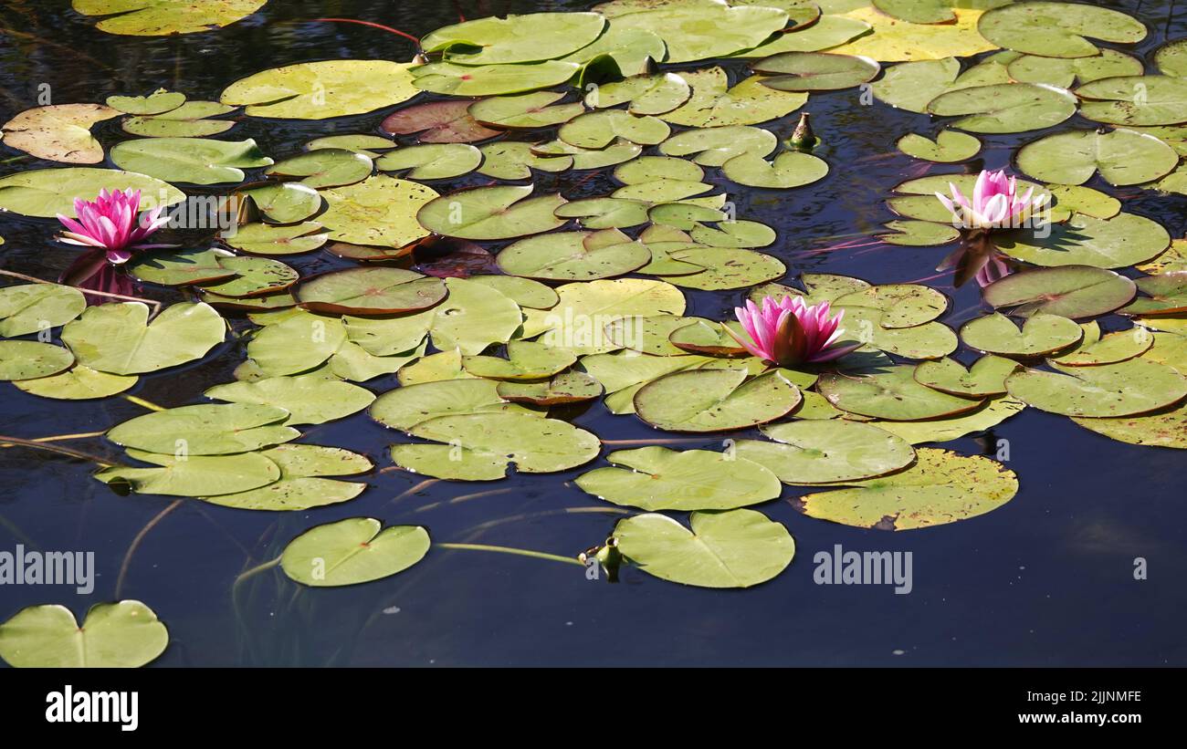 Field of water lilies hi-res stock photography and images - Alamy