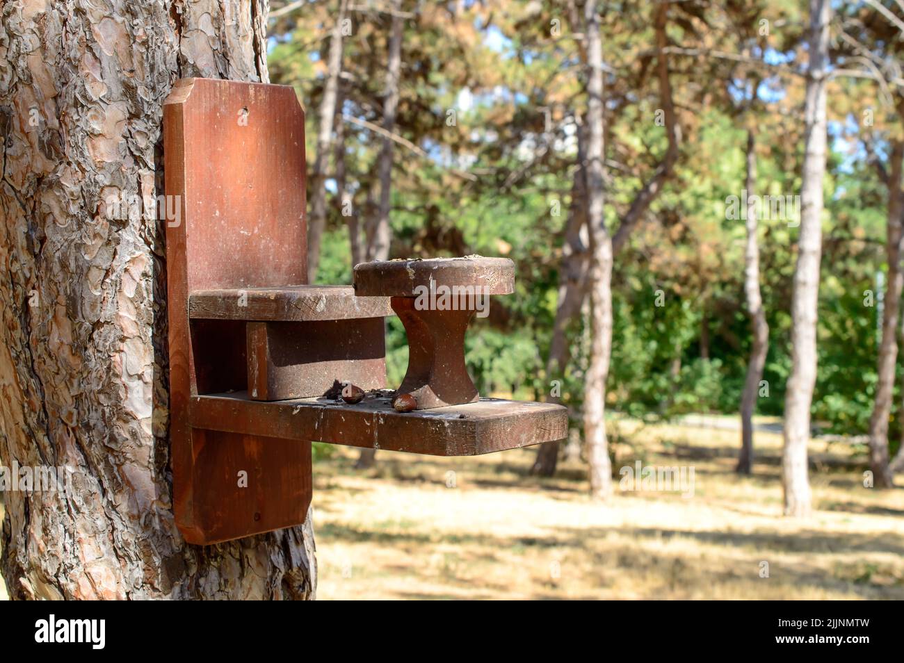 Wooden birdhouse or feeder  attached to the tree in a park. Birds are on the way for the next food session. Stock Photo
