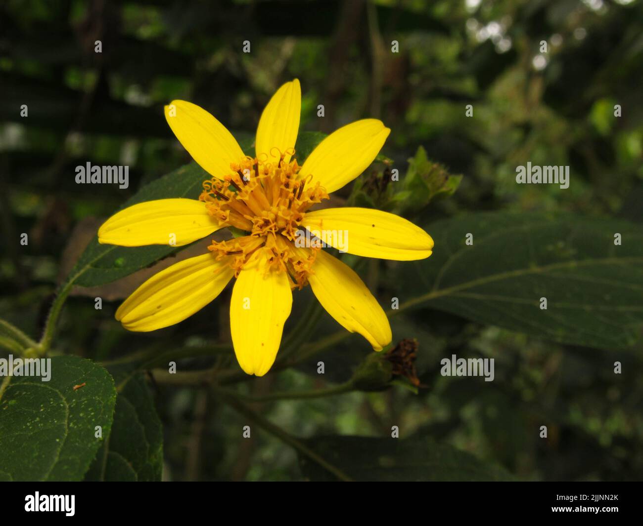 A shot of genus yellow flower plant from the Asteraceae family Stock Photo