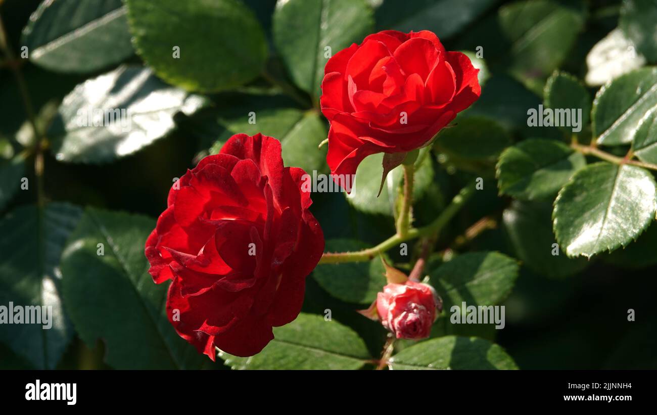Roses of different varieties and species close-up Stock Photo - Alamy