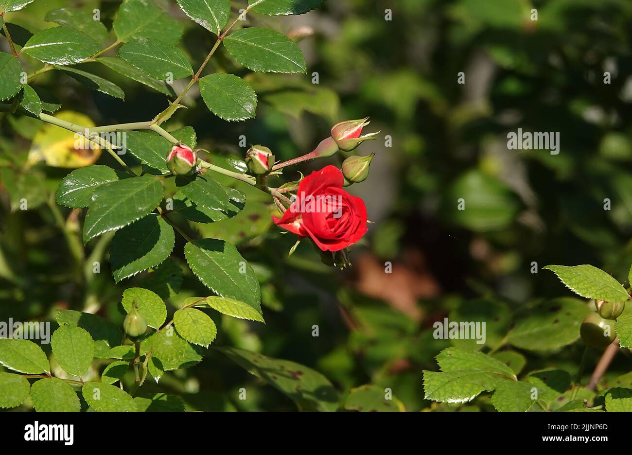 Miniature roses rose hi-res stock photography and images - Page 6 - Alamy