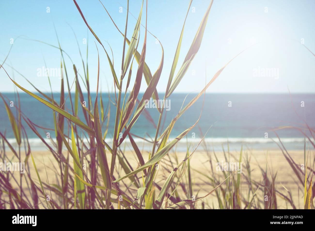 Reeds beach hi-res stock photography and images - Alamy