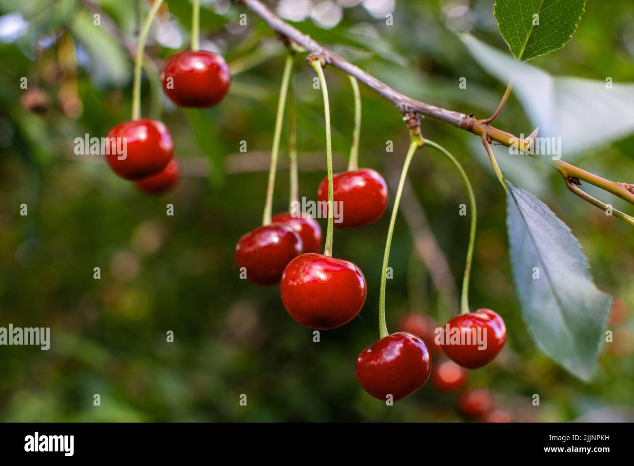 Ripe red cherries on the branch growing in the orchard garden Stock Photo