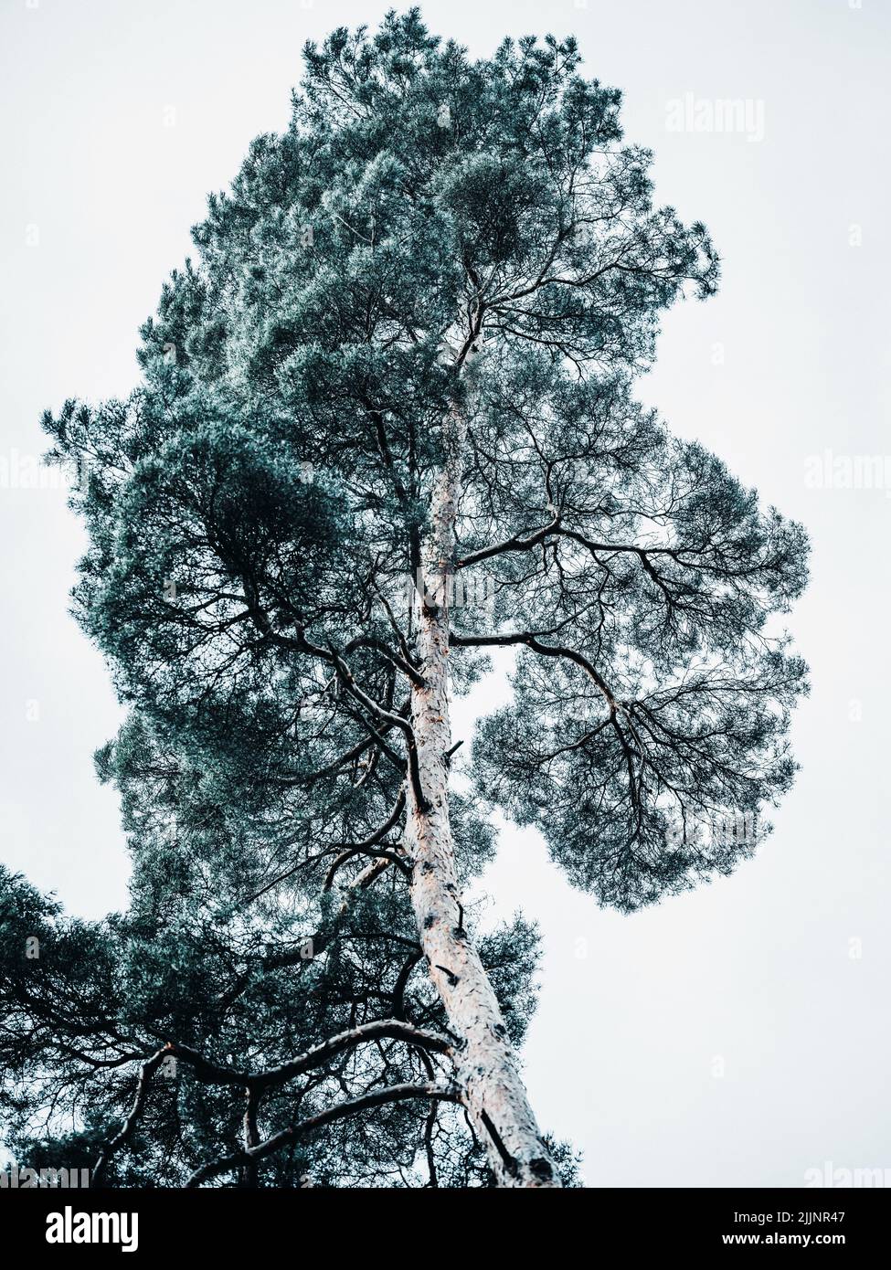 A vertical low angle shot of a pine tree in the forest Stock Photo