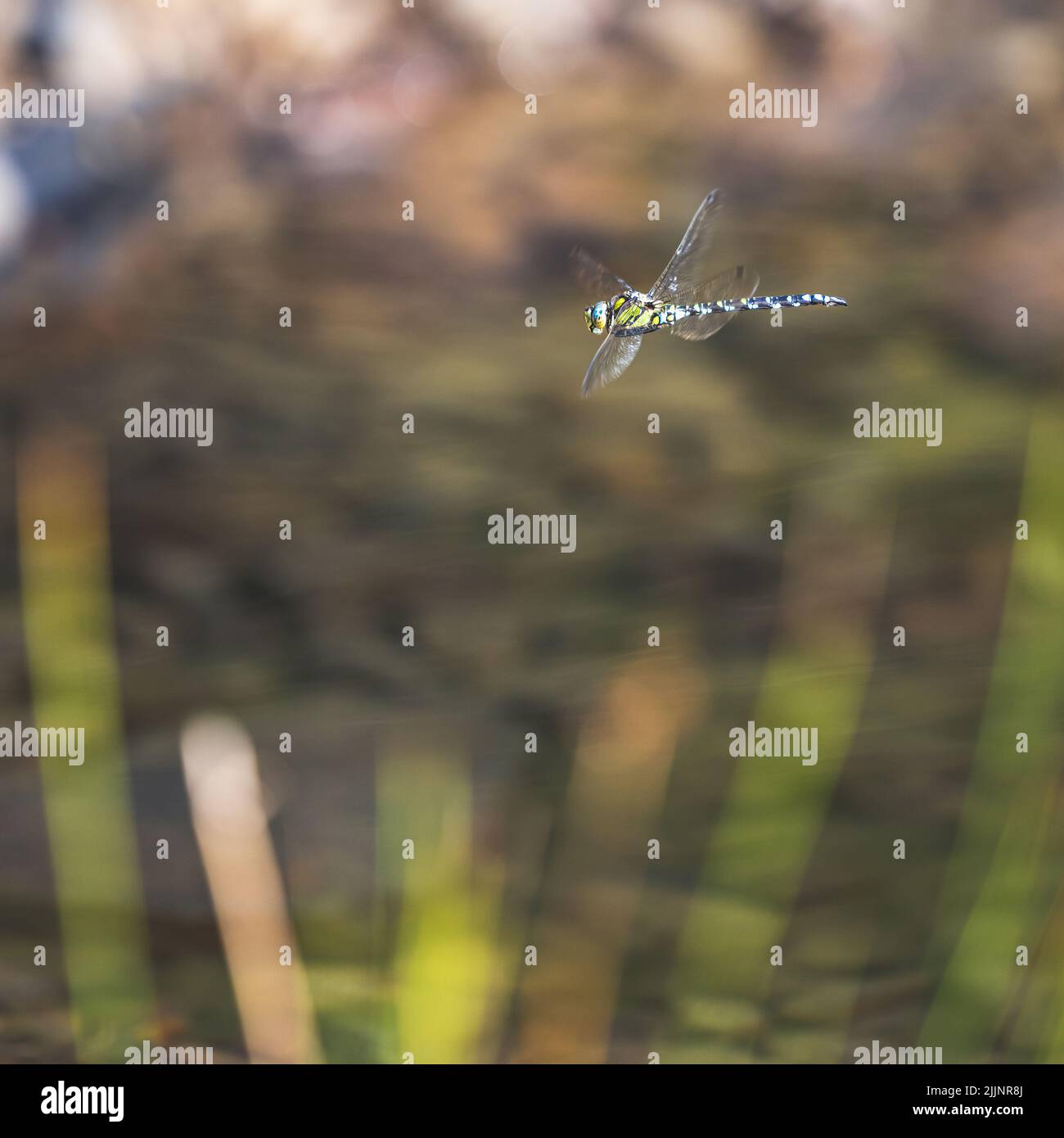 A close-up shot of an Odonata flying on a sunny day on a blurred ...
