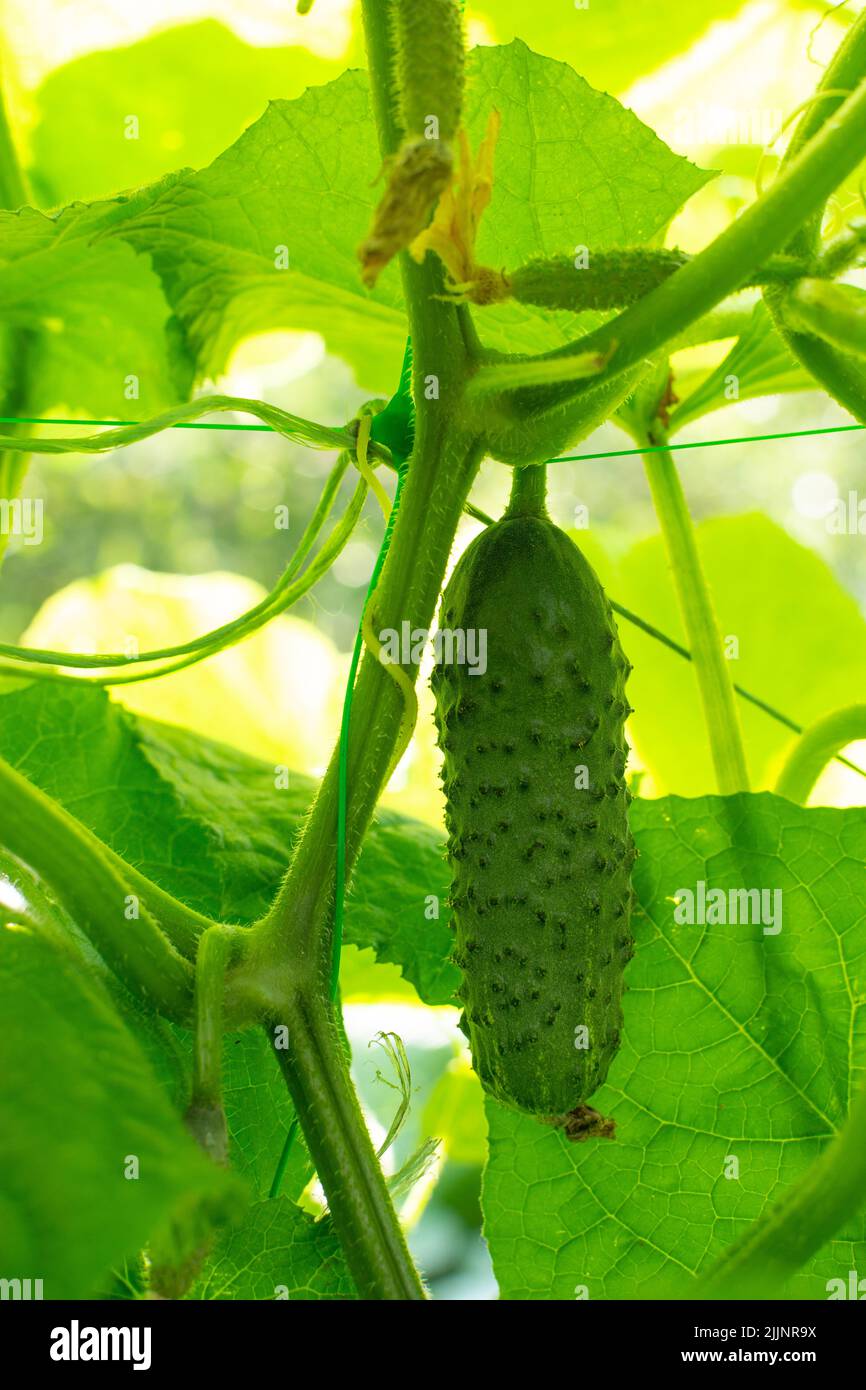 Fresh cucumber on the stem growing in greenhouse Stock Photo