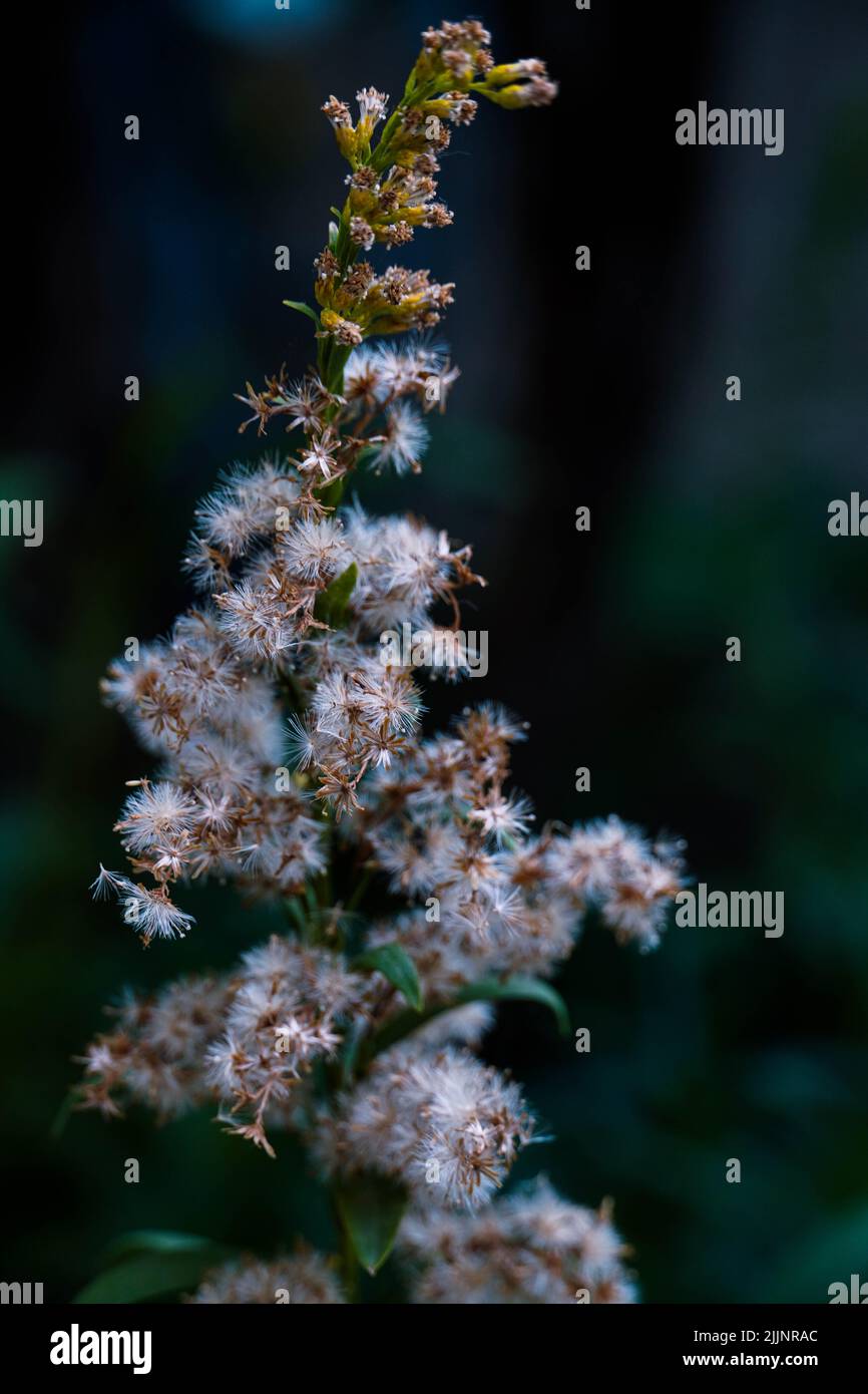 A vertical closeup shot of Spiraea salicifolia on dark background Stock Photo