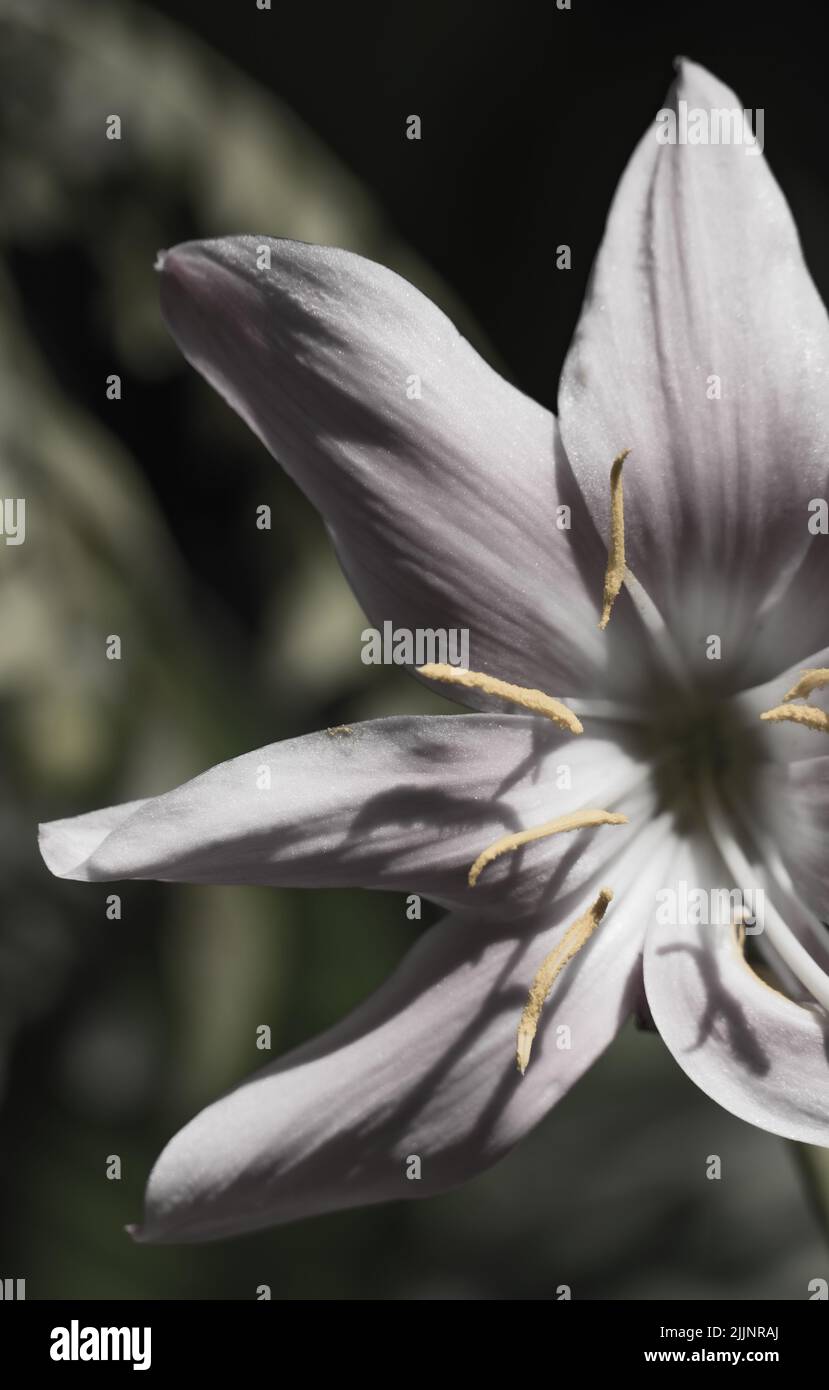 White lily flower hi-res stock photography and images - Alamy