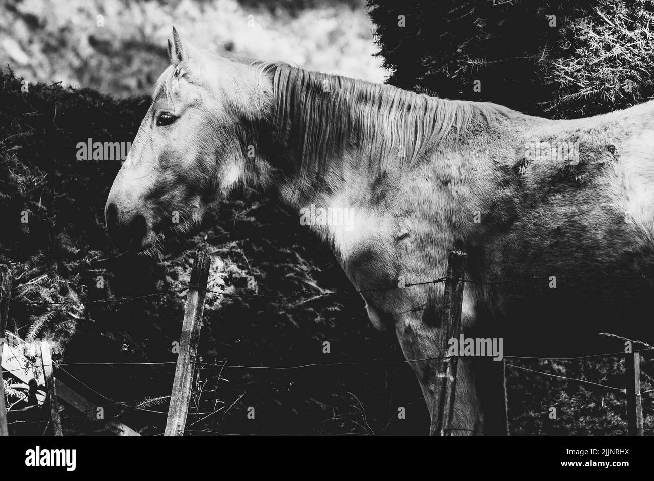 A black and white shot of a horse in Argentina, San Carlos de Bariloche Stock Photo